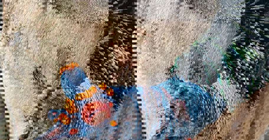 Ocellated Turkey & Brocket Deer Combo