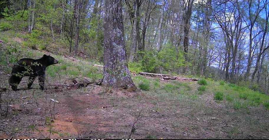 Bear Archery/Muzzleloader 2026