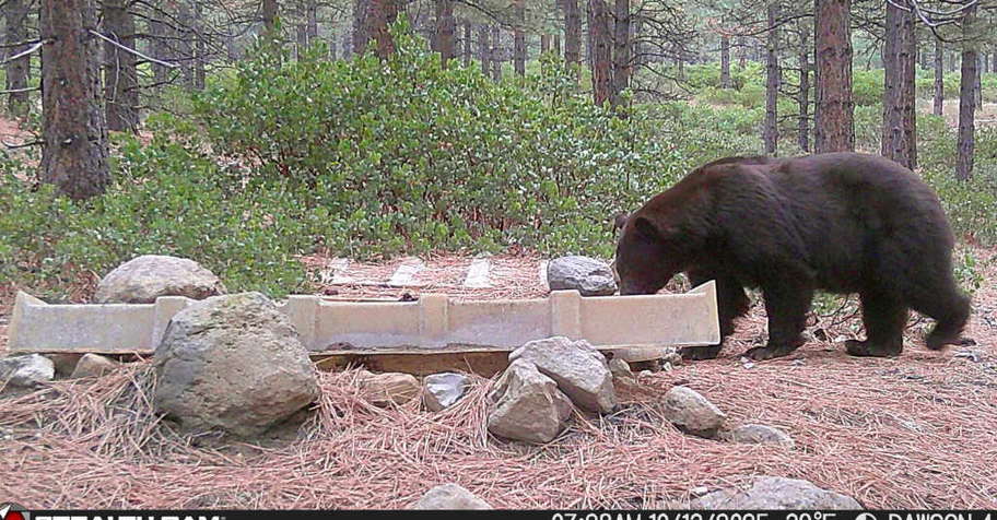 2026 Black Bear Hunt