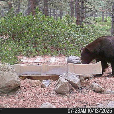 2026 Black Bear Hunt