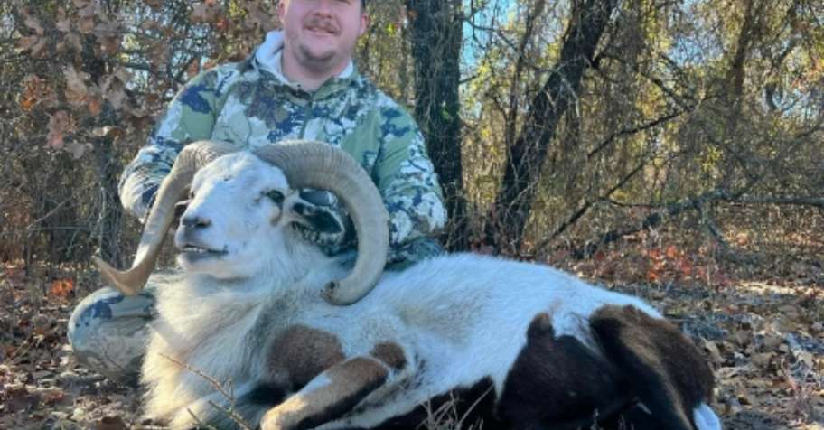 Hunt Dall Sheep Year Round