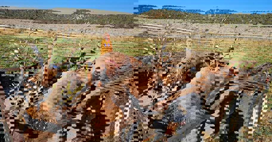 2 PPL Bull Elk on Ranch & Public Lands