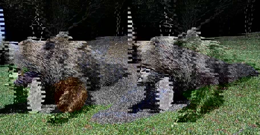 Spring European Brown Bear