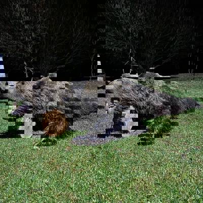 Spring European Brown Bear