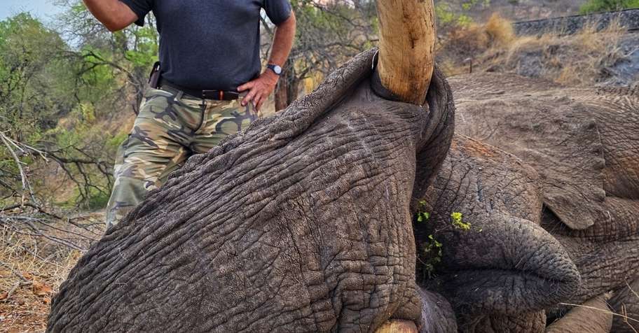 Non-export Elephant Hunt