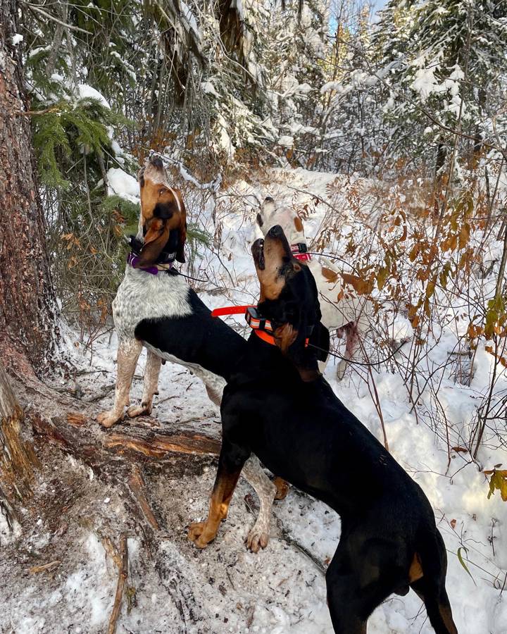 Adult Bluetick Coonhound Bluetick Coonhound Hunting Lion Hunting