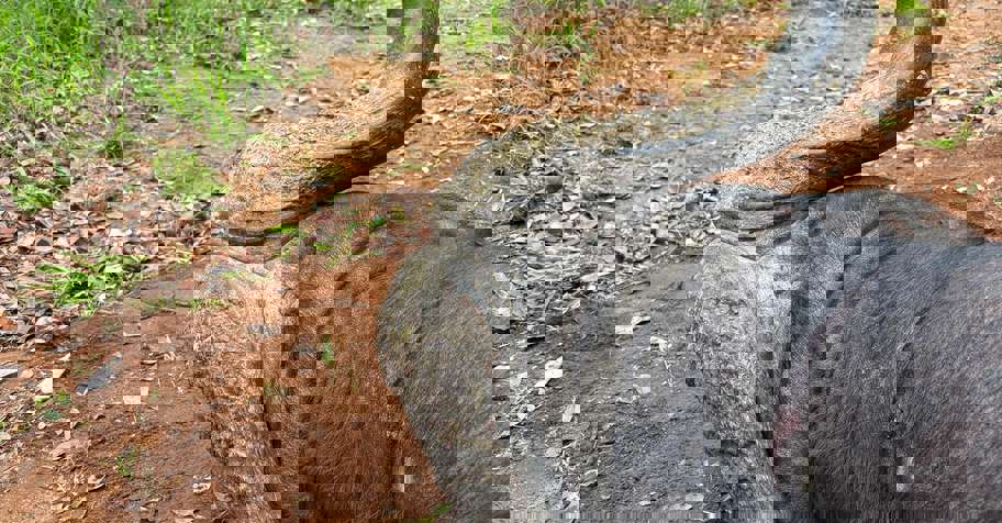 SA Buffalo Hunting Experience