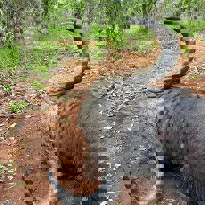 SA Buffalo Hunting Experience