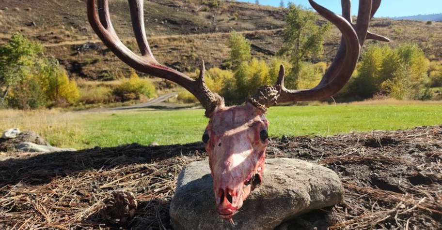 Mule Deer Hunt 2026