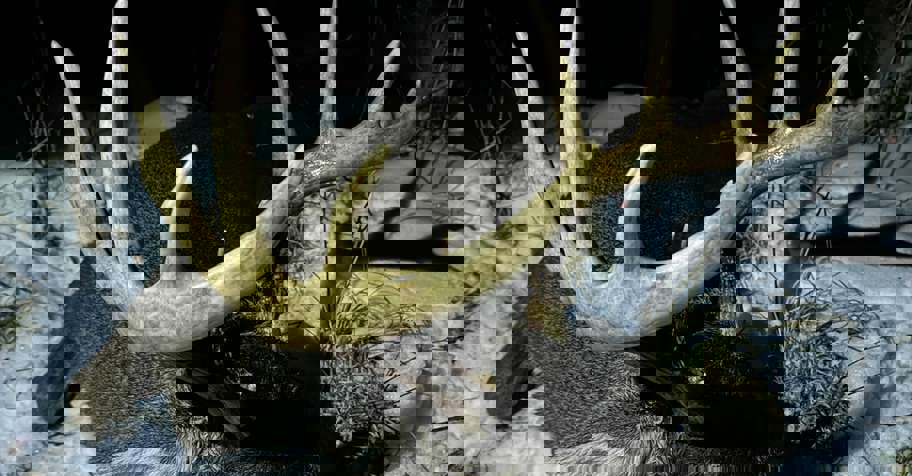 White-tailed Deer Basic Cabin Package