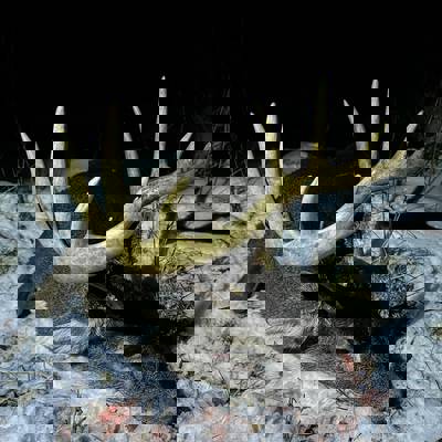 White-tailed Deer Basic Cabin Package