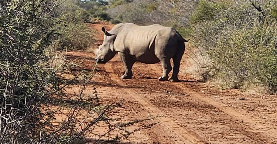 White Rhino Bull