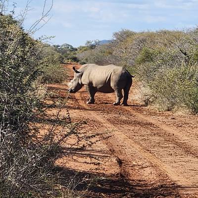 White Rhino Bull
