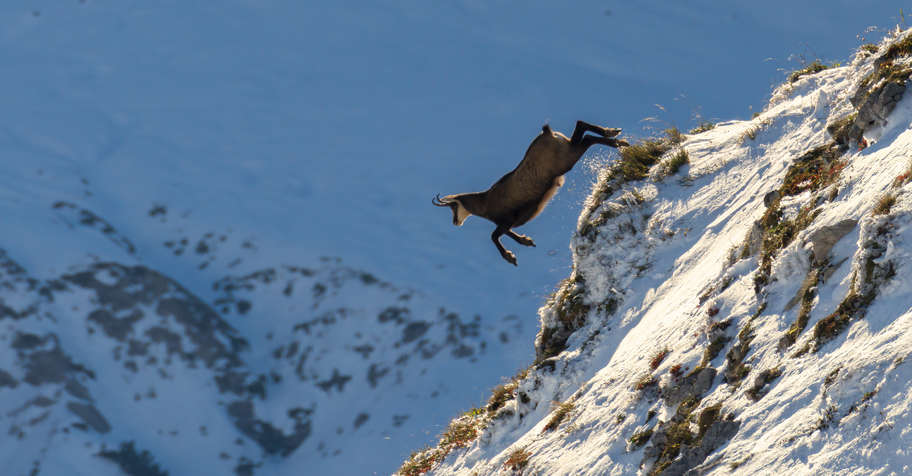Wilderness Chamois Hunt