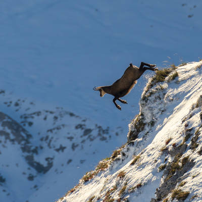 Wilderness Chamois Hunt