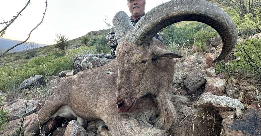 Aoudad Hunt
