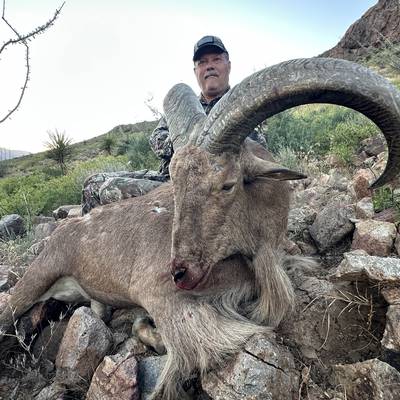 Aoudad Hunt