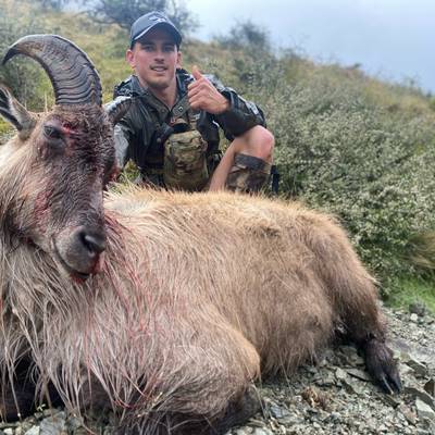 Bull Tahr & Chamois Buck