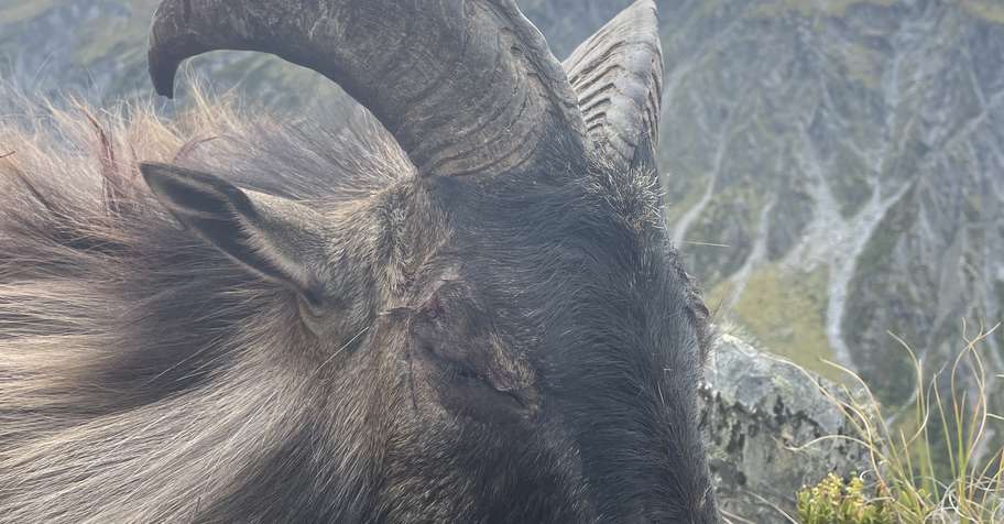 Wilderness Tahr Hunt