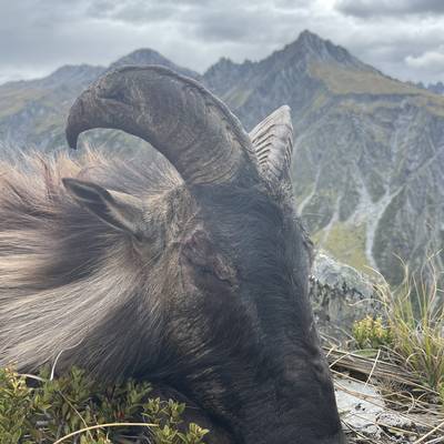 Wilderness Tahr Hunt