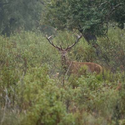 SPANISH MONTERIA 2026