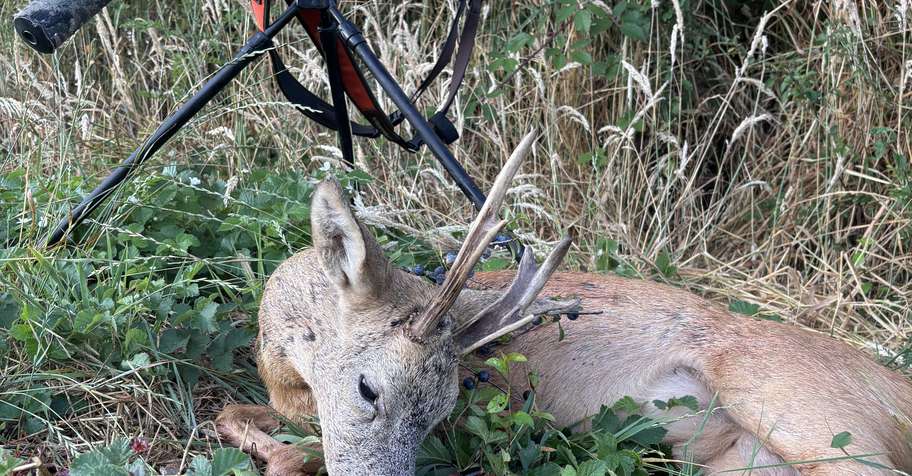 Chasse chevreuil brocard sud FR