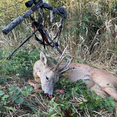 Chasse chevreuil brocard sud FR