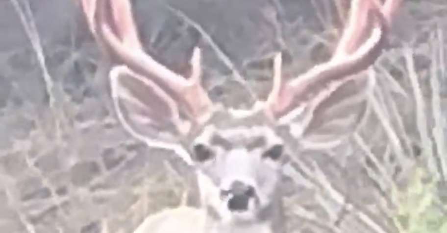 Archery Mule Deer Hunt '27