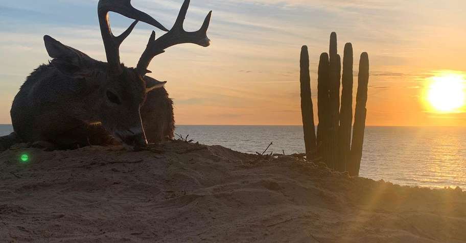 Sonora Desert Coues Deer Hunt