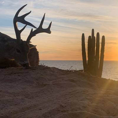 Sonora Desert Coues Deer Hunt