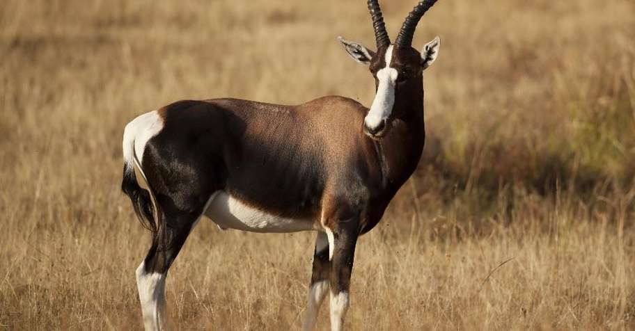 Bontebok Package