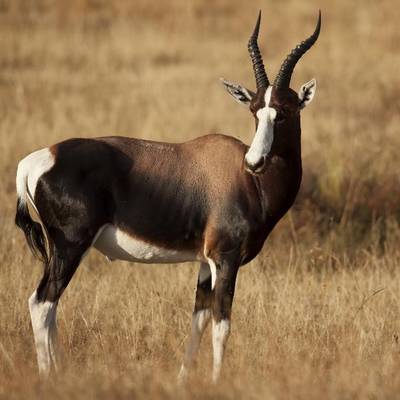 Bontebok Package