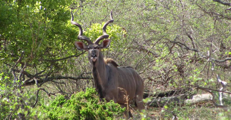 10 Day South Africa Spiral Horn Package