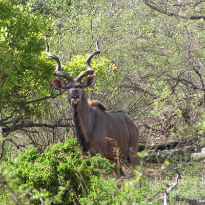 10 Day South Africa Spiral Horn Package