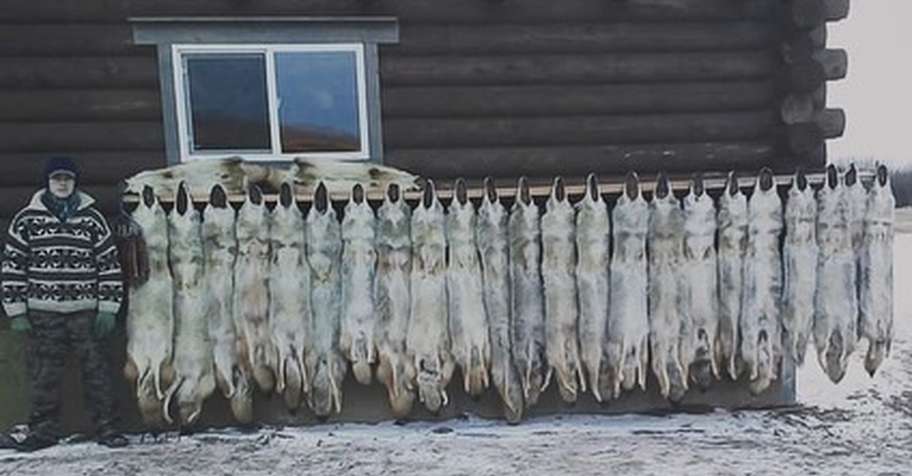 Alberta Coyote Hunt