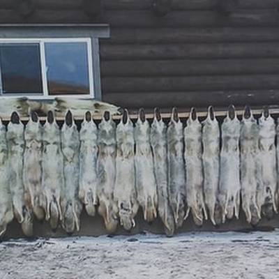 Alberta Coyote Hunt