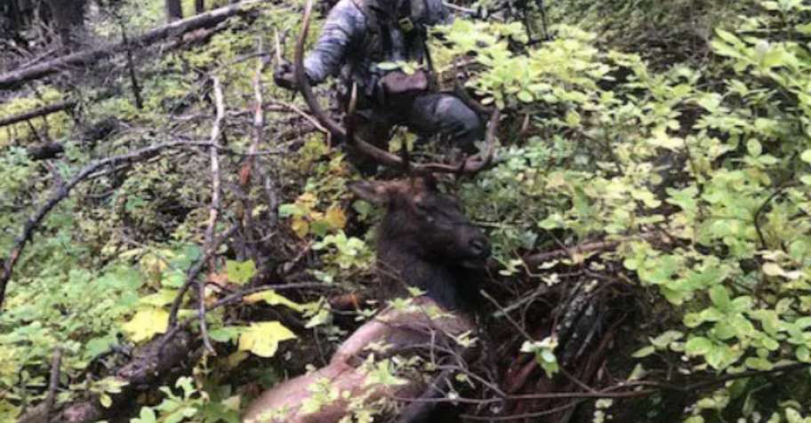 1v1 Guided Archery Elk Hunt