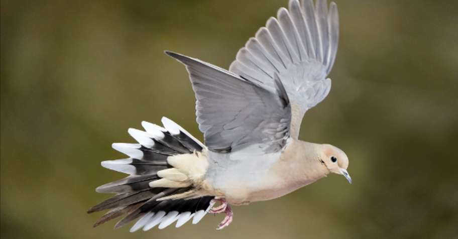 Dove Hunt