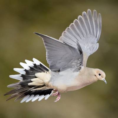 Dove Hunt