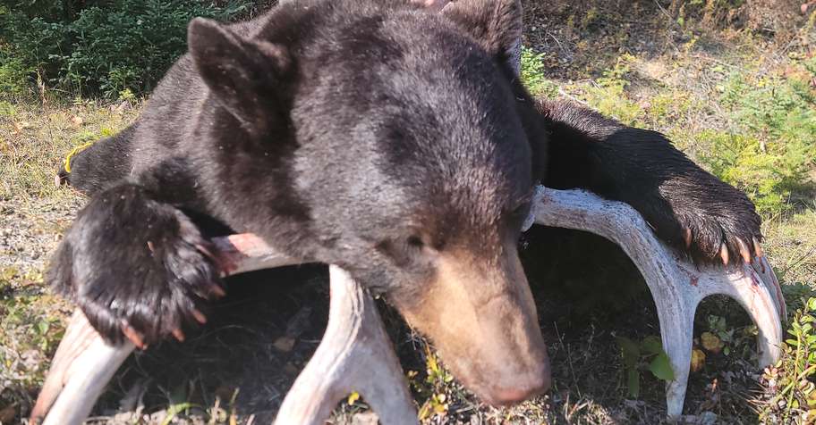 BEAR/WATERFOWL COMBO HUNT