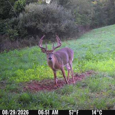 WHITETAIL DEER BUCK Archery 7 DAY HUNT