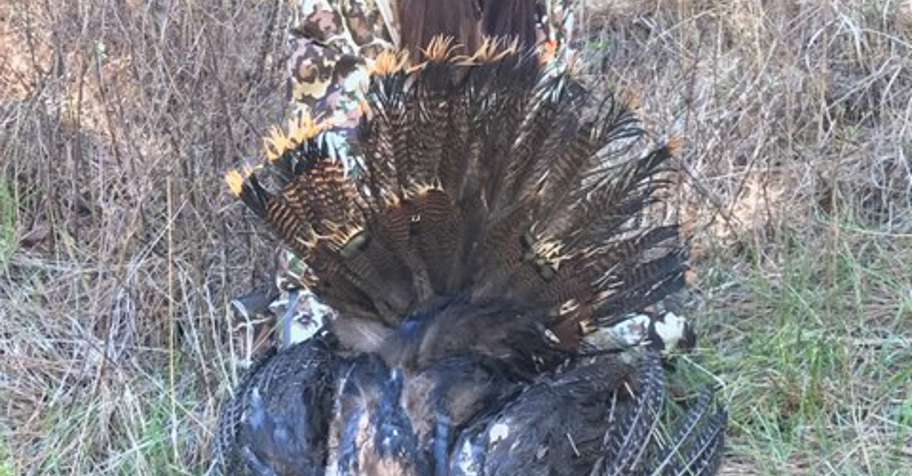 Spring Turkey Hunting Two Days/2v1 '27