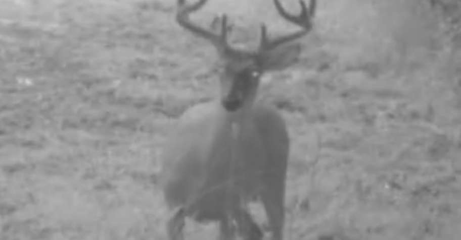 WHITETAIL DEER BUCK Archery 5 DAY HUNT