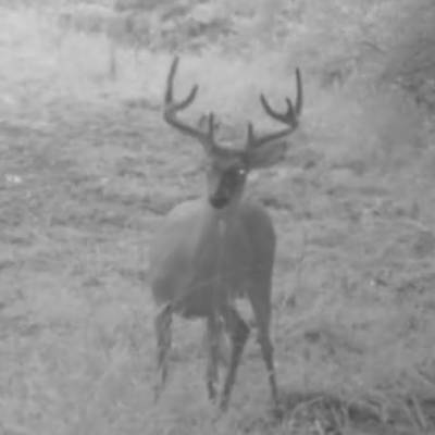 WHITETAIL DEER BUCK Archery 5 DAY HUNT