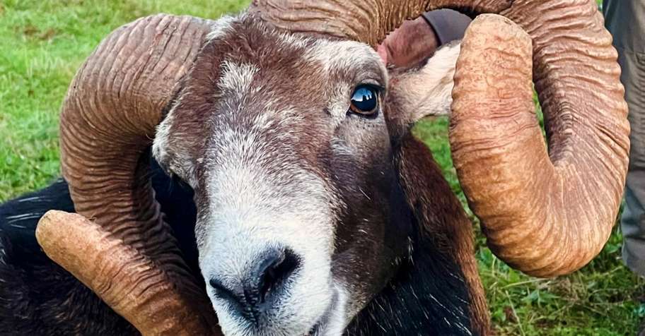 The French Big 3: Mouflon, Boar & Deer