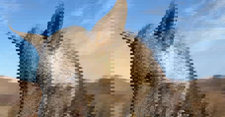 1. Hyena & Plains Game Package