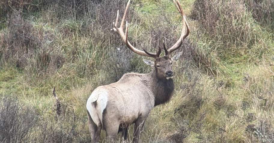 Wapiti (elk) hunt New Zealand
