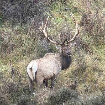 Wapiti (elk) hunt New Zealand