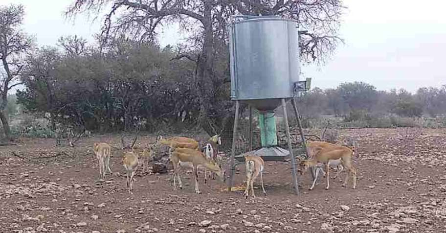 Blackbuck Doe Management Hunt