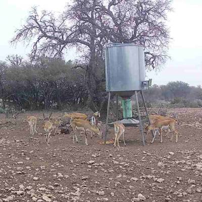 Blackbuck Doe Management Hunt